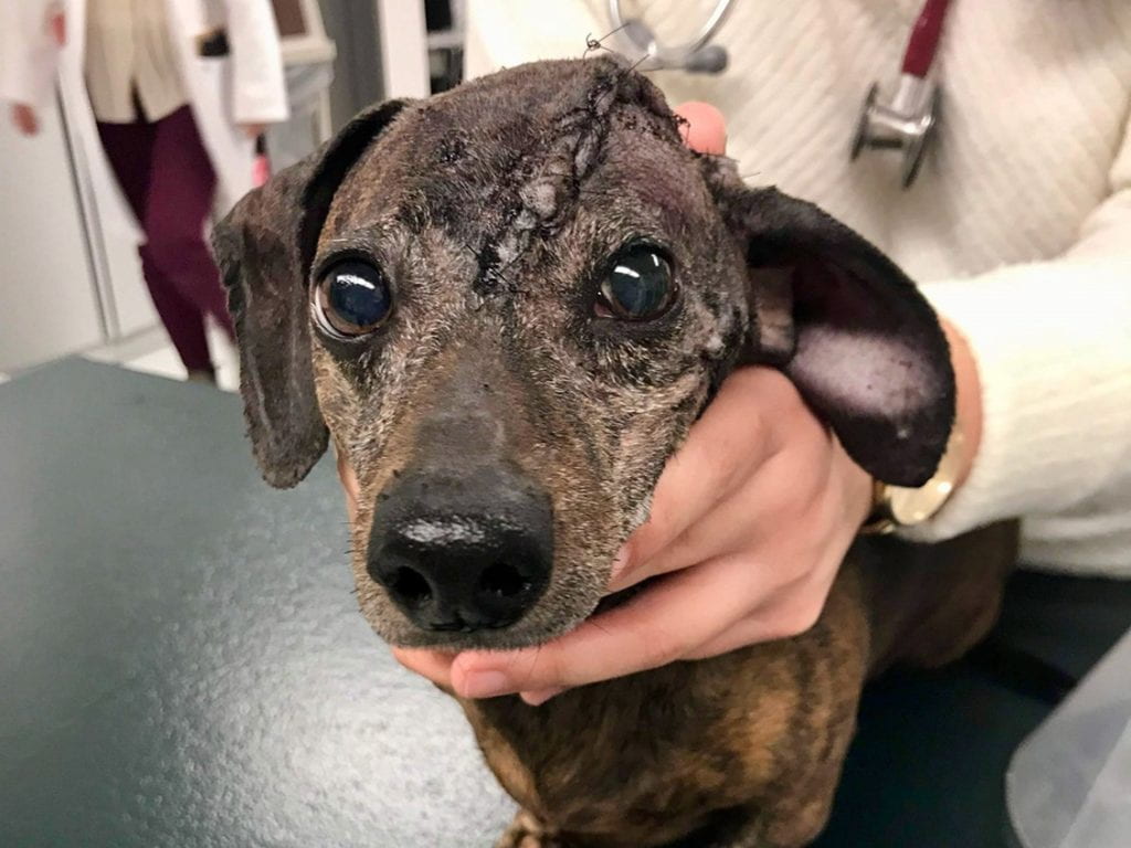 Dog after undergoing surgery thar replaced it's skull tumour