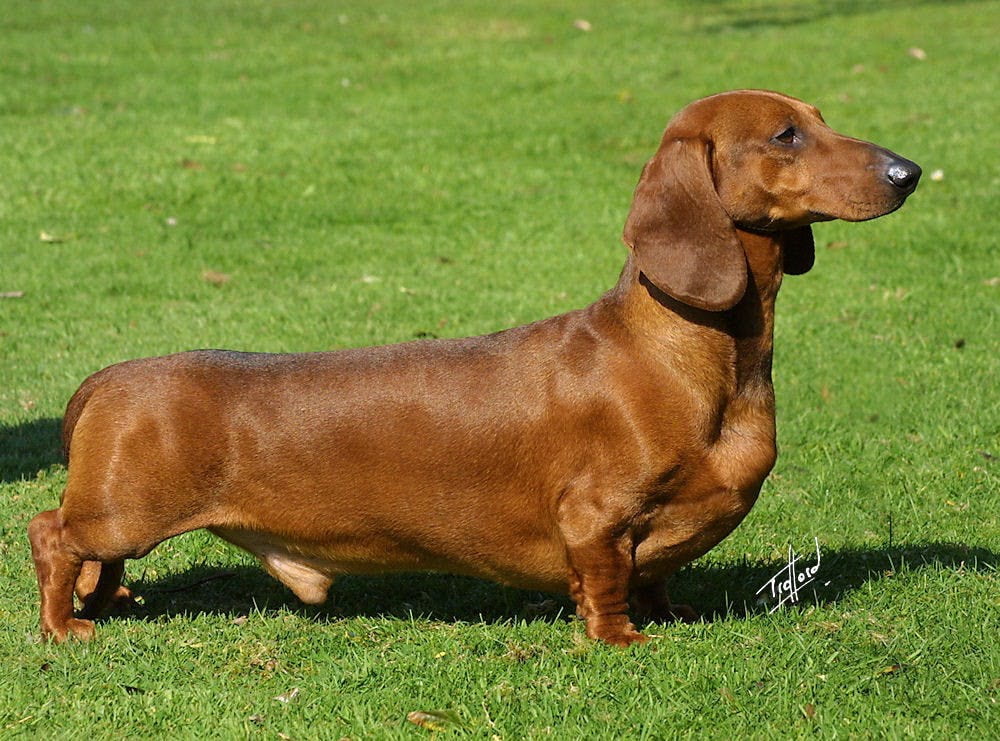 Dachshund dog in a field