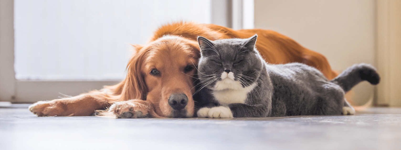 Image of a golden retriever and grey and white cat lying together on the floor.